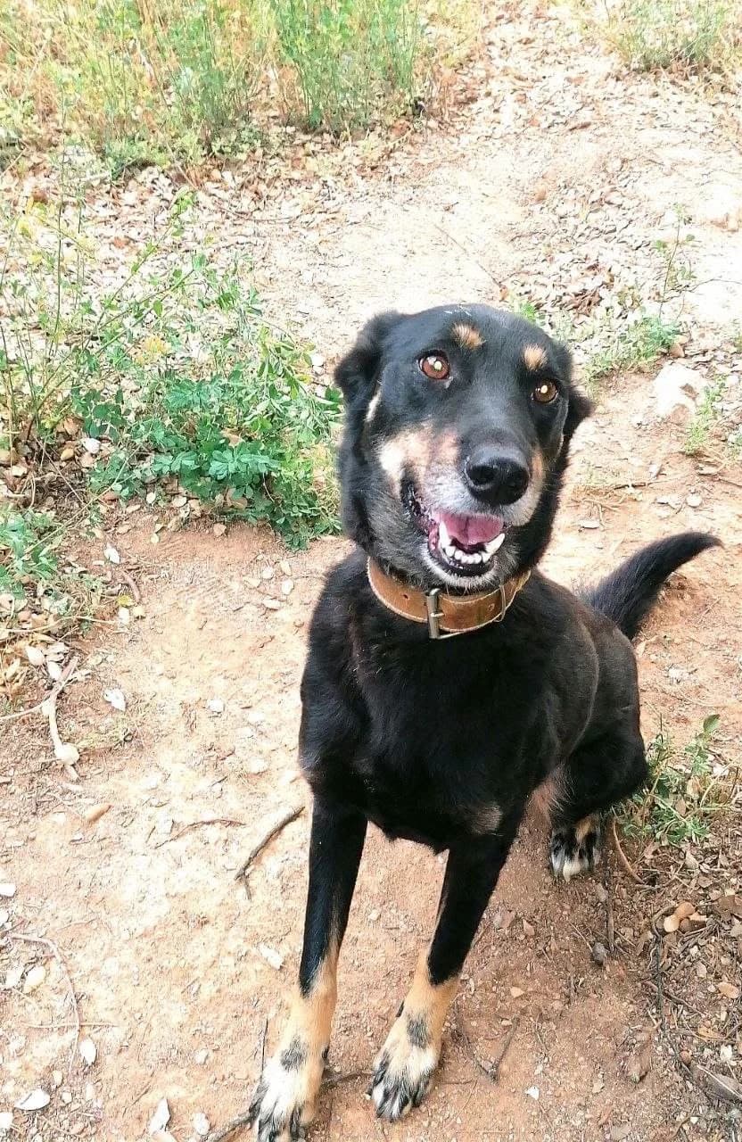 Kolo, male 6yo Mixed Breed for adoption at Deja Huella