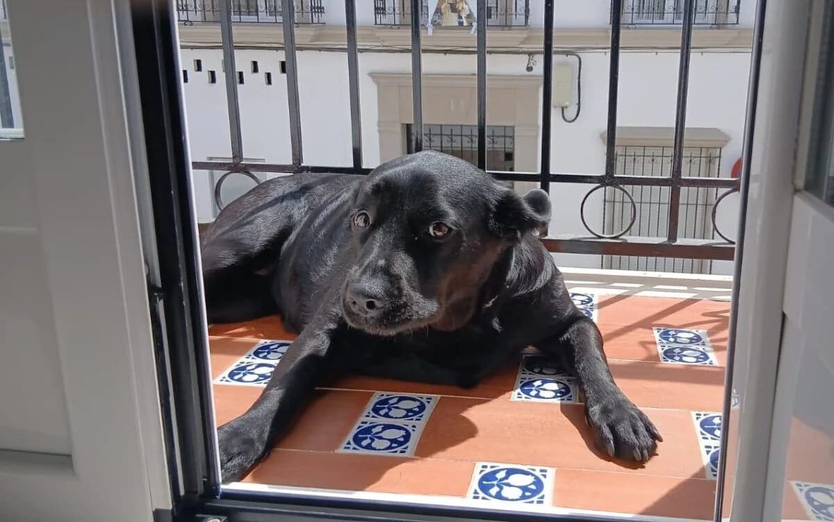 Luna, female 5yo Labrador Retriever for adoption at Deja Huella