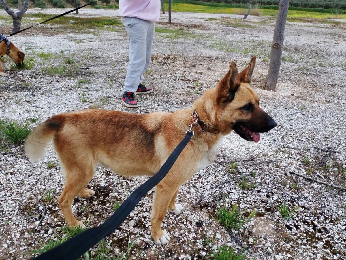 Lenon, male young Belgian Malinois for adoption at Deja Huella