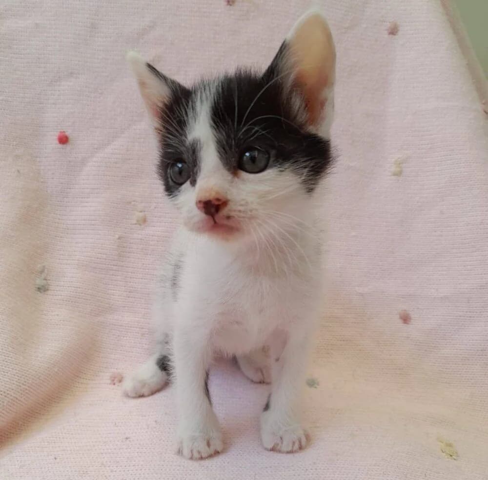 Lunettes, female European Shorthair for adoption at Deja Huella