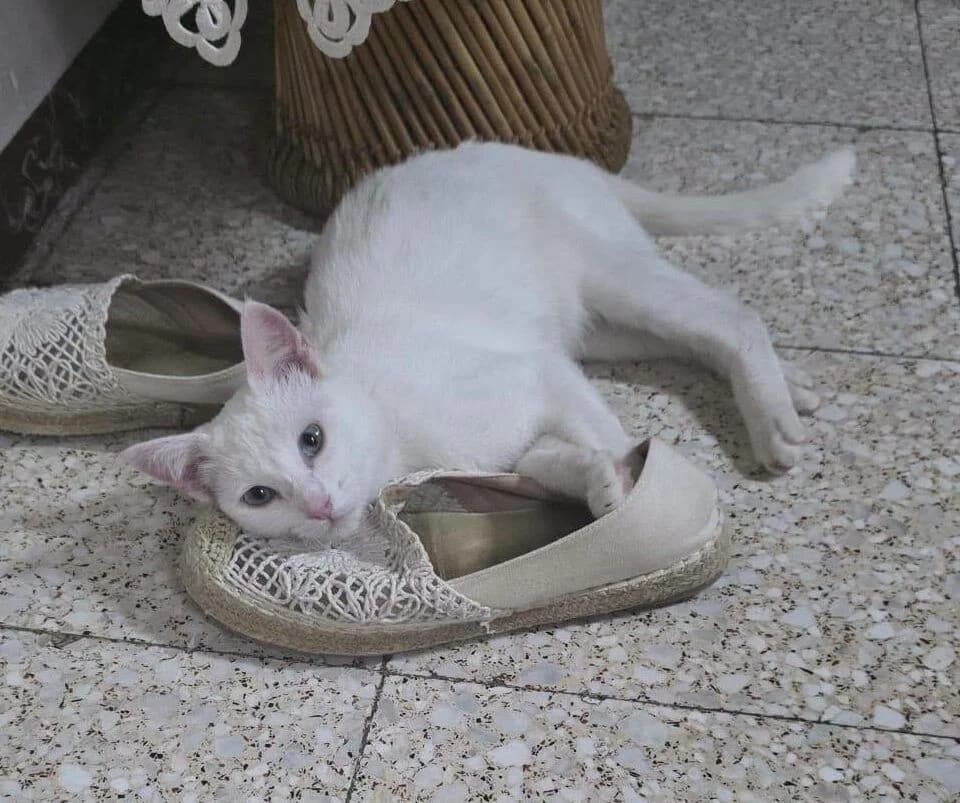 Luz, female young European Shorthair for adoption at Deja Huella