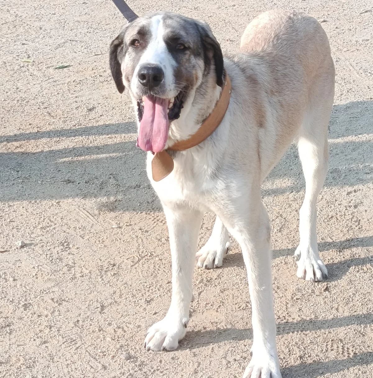 Siri, female young Spanish Mastiff for adoption at Deja Huella