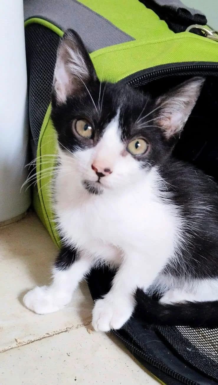 Mati, male European Shorthair for adoption at Deja Huella