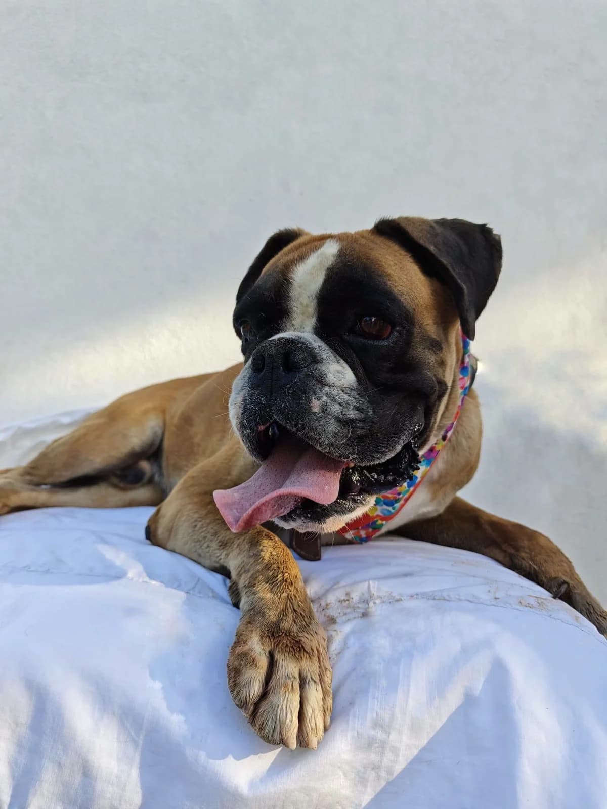 Max, male 4yo mixed breed for adoption at Deja Huella