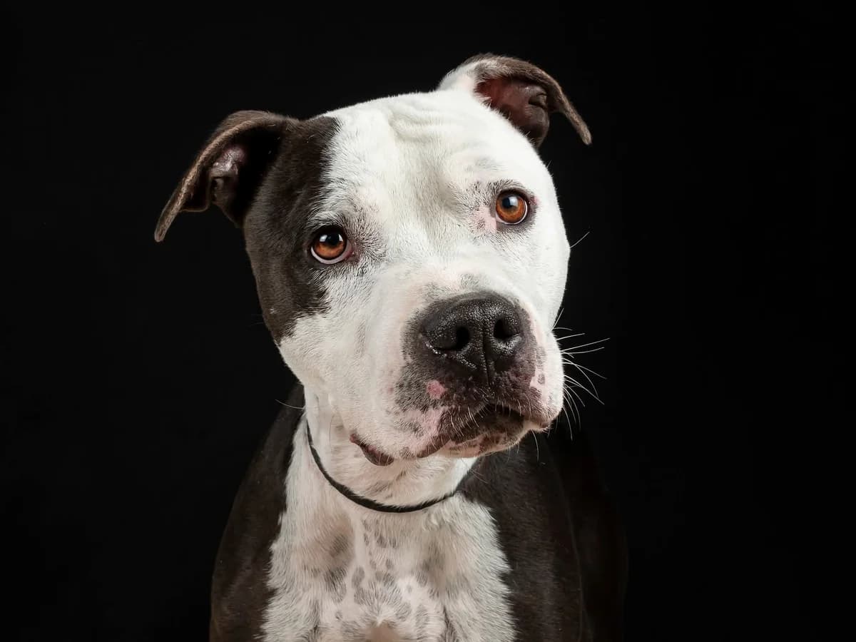 Melchor, male 4yo Pit Bull Terrier for adoption at Deja Huella