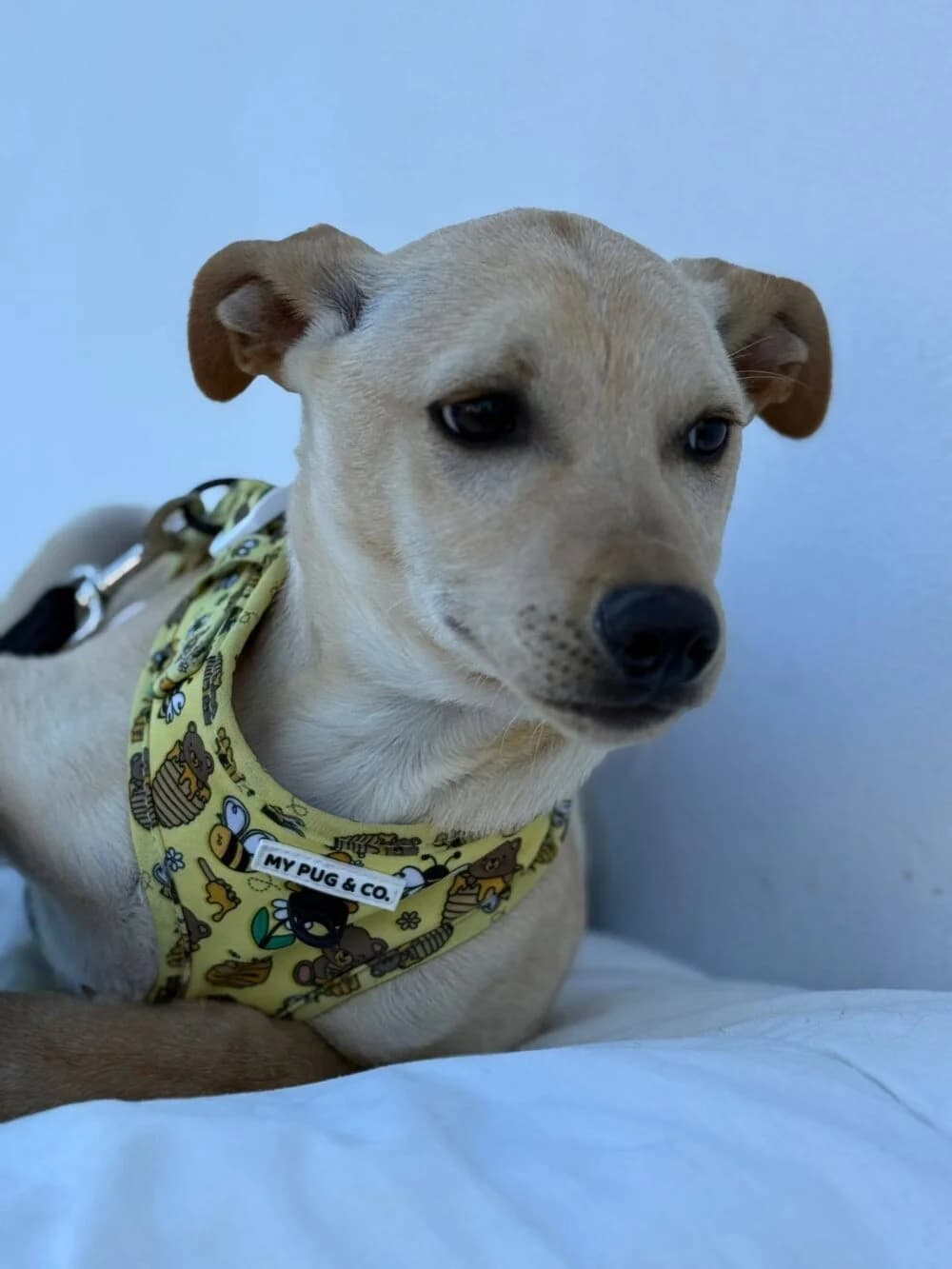 Koda, male Mixed Breed for adoption at Deja Huella