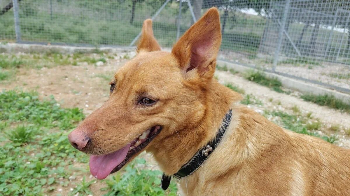 Klaus, male young Mixed Breed for adoption at Deja Huella