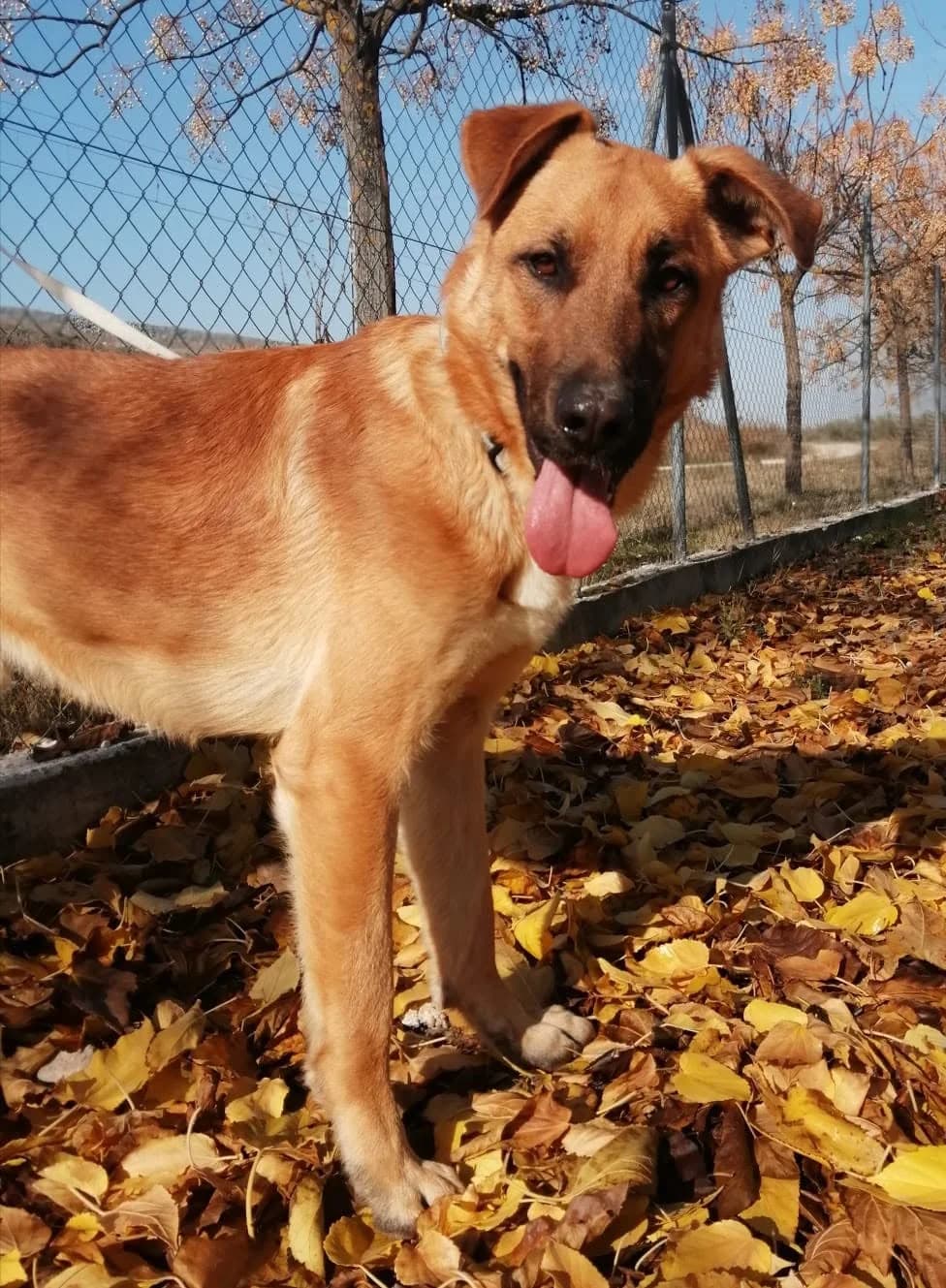 Koke, male 6yo Mixed Breed for adoption at Deja Huella