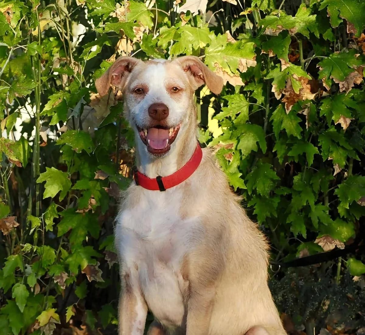 Niko, male 6yo Mixed Breed for adoption at Deja Huella