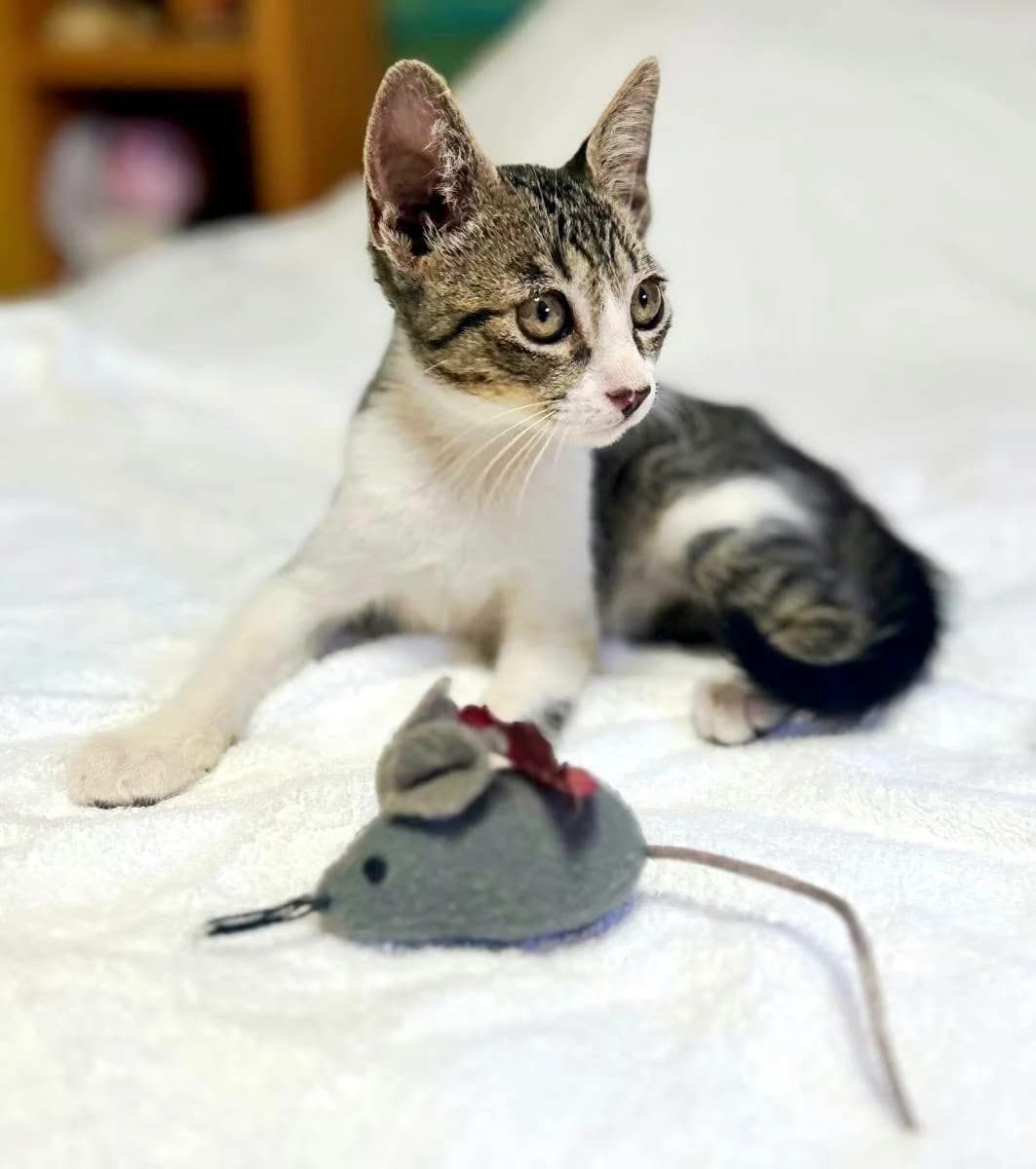 Nilo, male young European Shorthair for adoption at Deja Huella