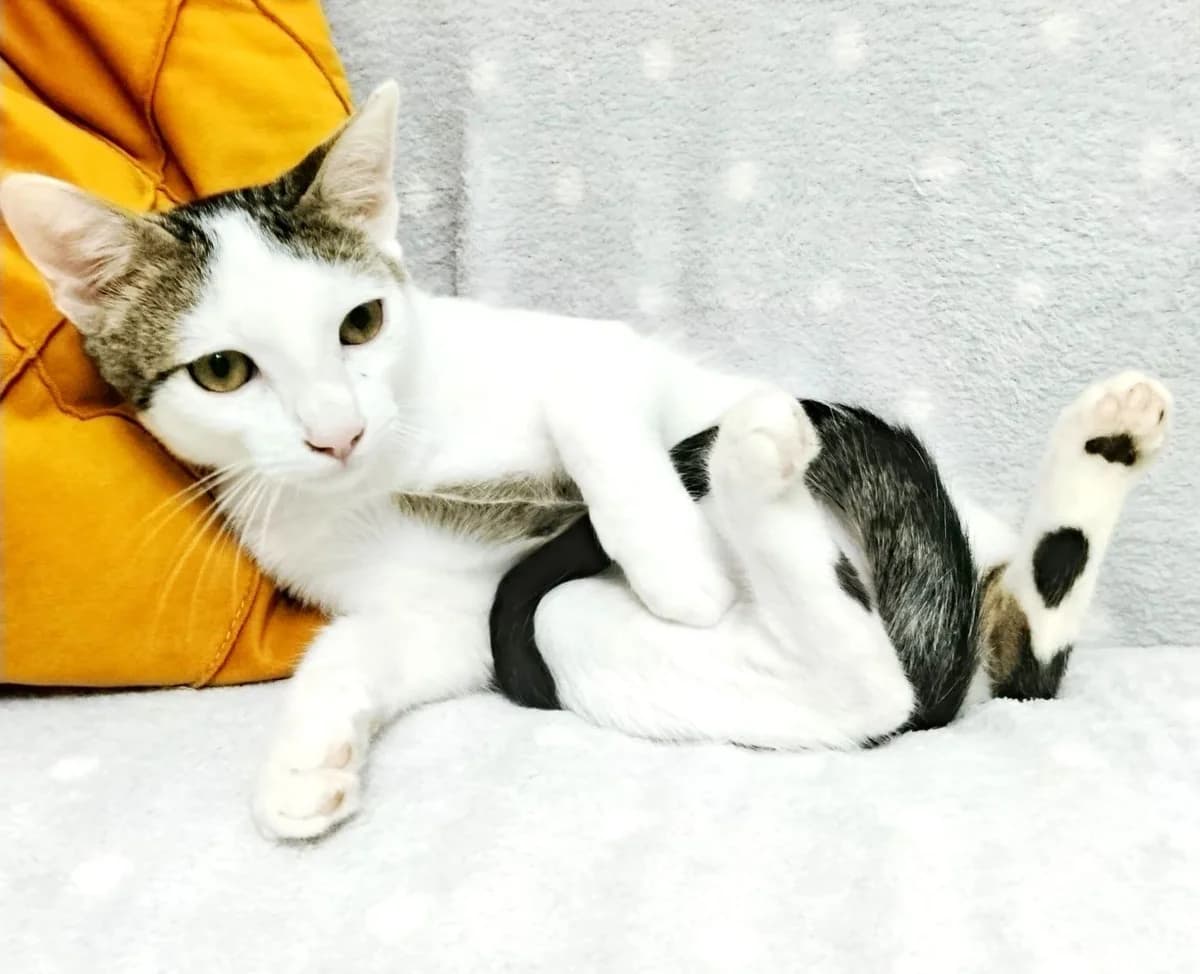 Odin, male European Shorthair for adoption at Deja Huella