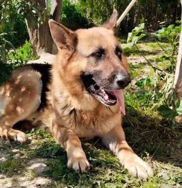 Keus, male 6yo German Shepherd for adoption at Deja Huella