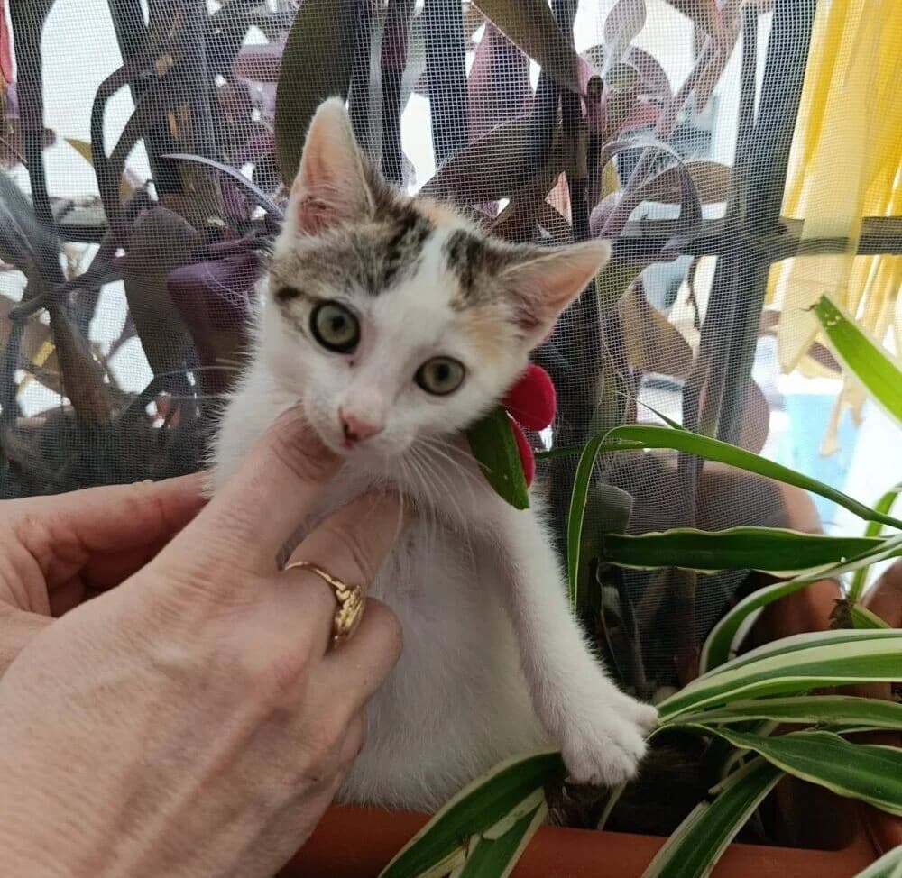Perla, female European Shorthair for adoption at Deja Huella