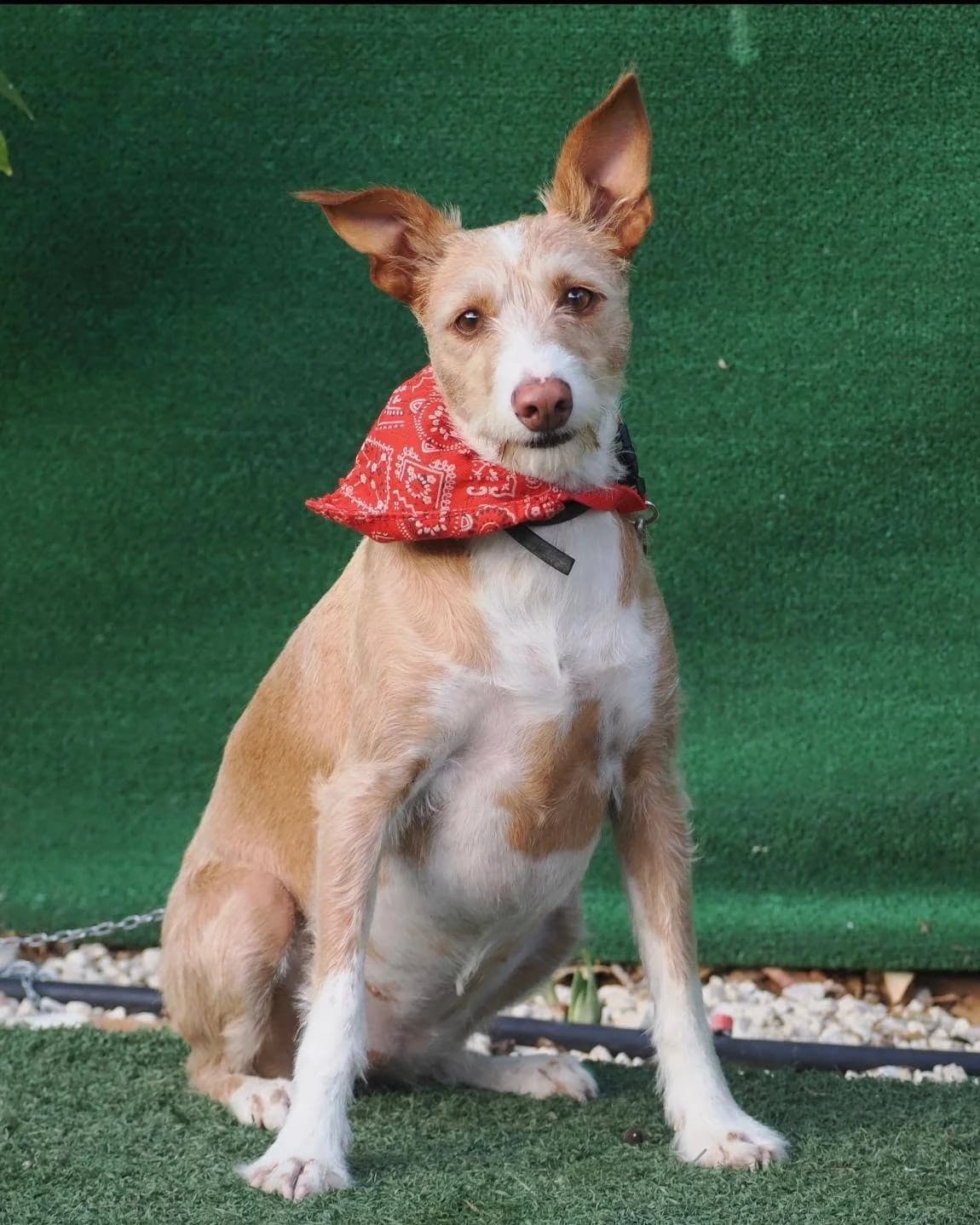 Neva, female 4yo Mixed Breed for adoption at Deja Huella