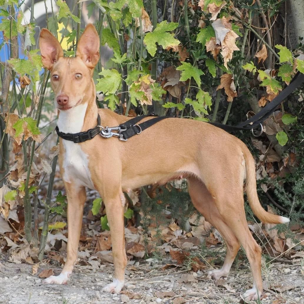 Bela, female 4yo Podenco for adoption at Deja Huella
