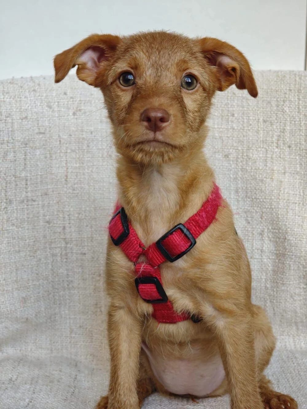 Lotus, female Podenco for adoption at Deja Huella