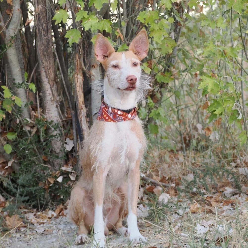 Pepe, male 4yo Podenco for adoption at Deja Huella