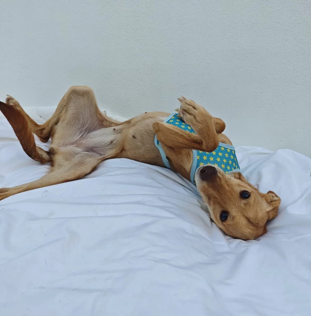 Sansa, female 3yo Podenco for adoption at Deja Huella