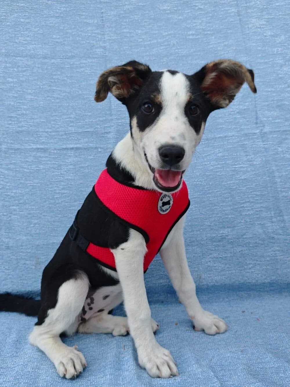 Reina, female Mixed Breed for adoption at Deja Huella