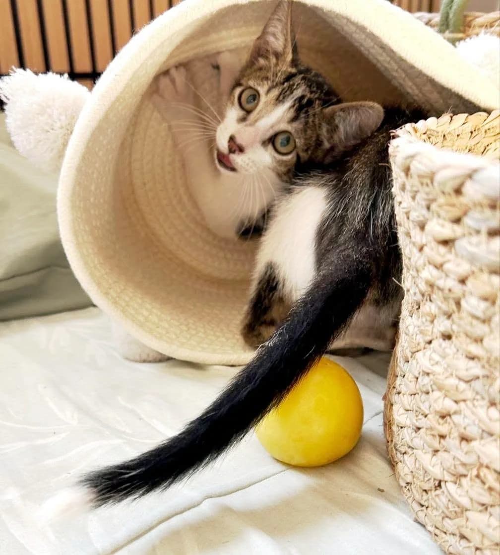 Rey, male European Shorthair for adoption at Deja Huella