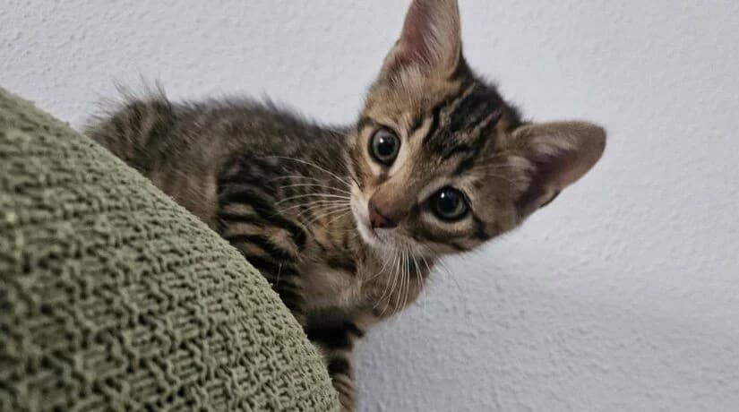Ron, male European Shorthair for adoption at Deja Huella
