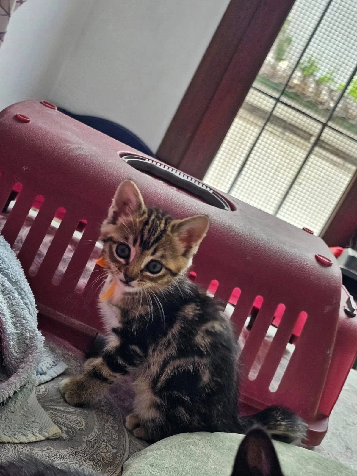 Rubí, female European Shorthair for adoption at Deja Huella