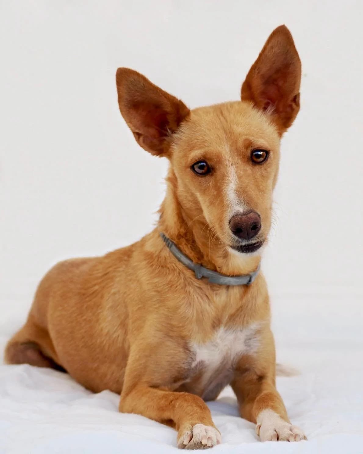 Rumba, female young mixed breed for adoption at Deja Huella