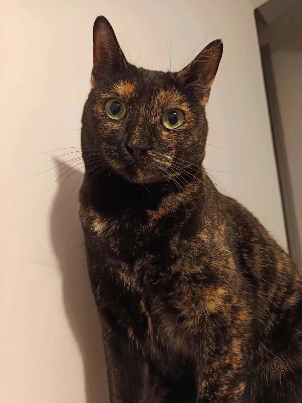 Selene, female 3yo Mixed Breed for adoption at Deja Huella