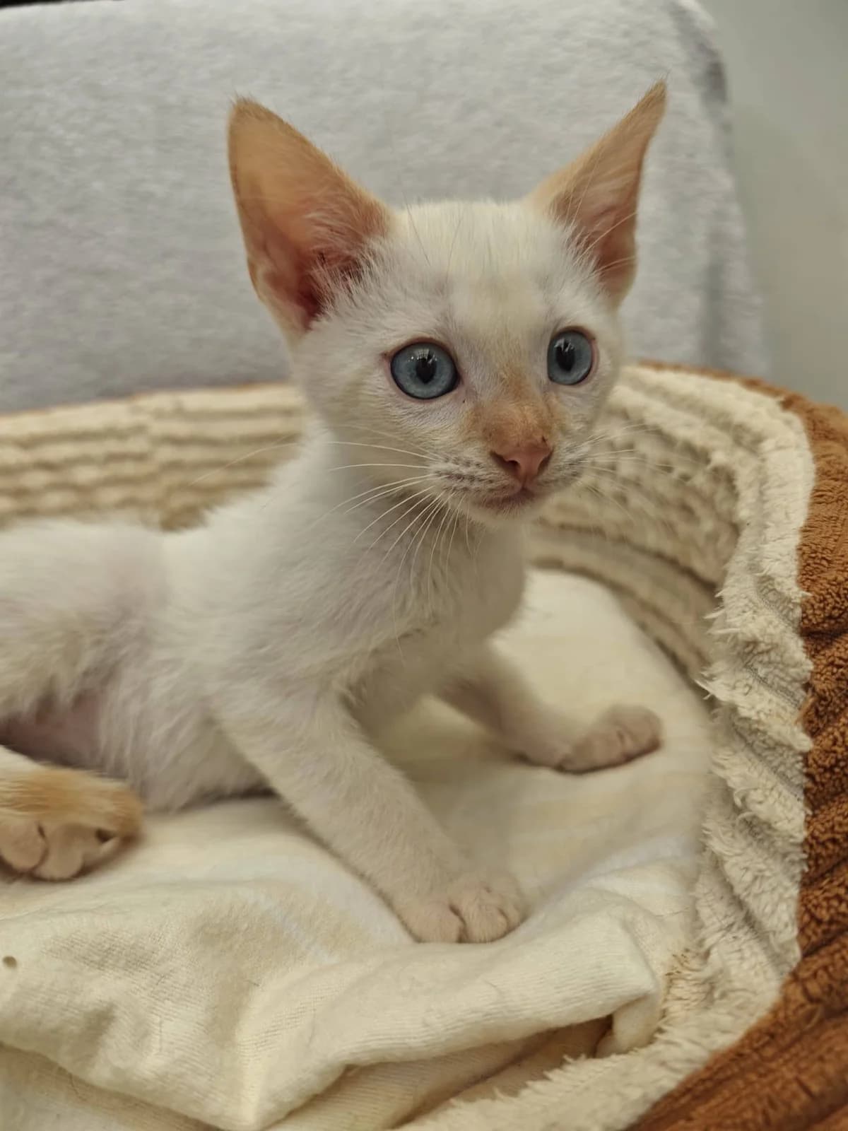 Sticker, male Siamese for adoption at Deja Huella