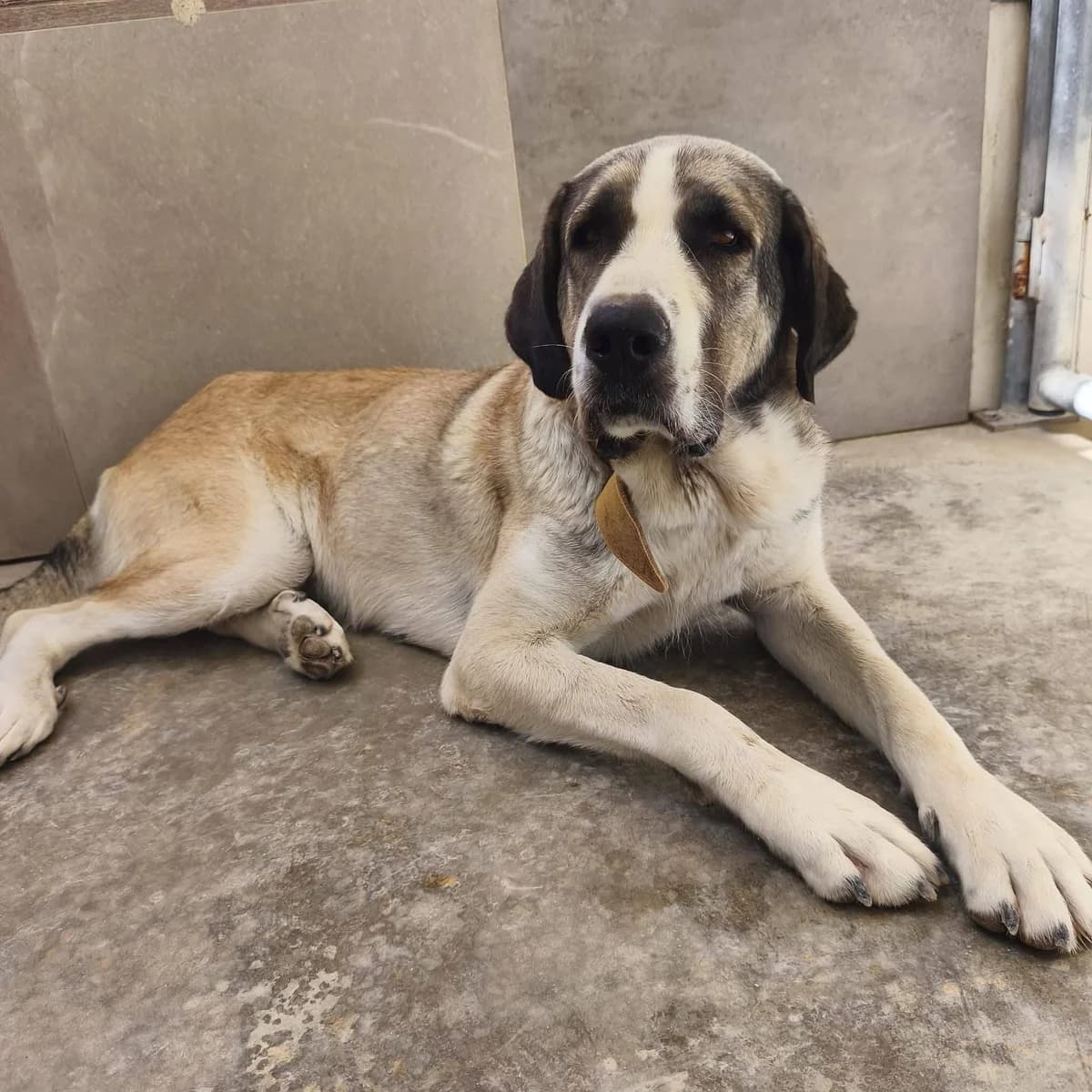 Siri, female young Spanish Mastiff for adoption at Deja Huella