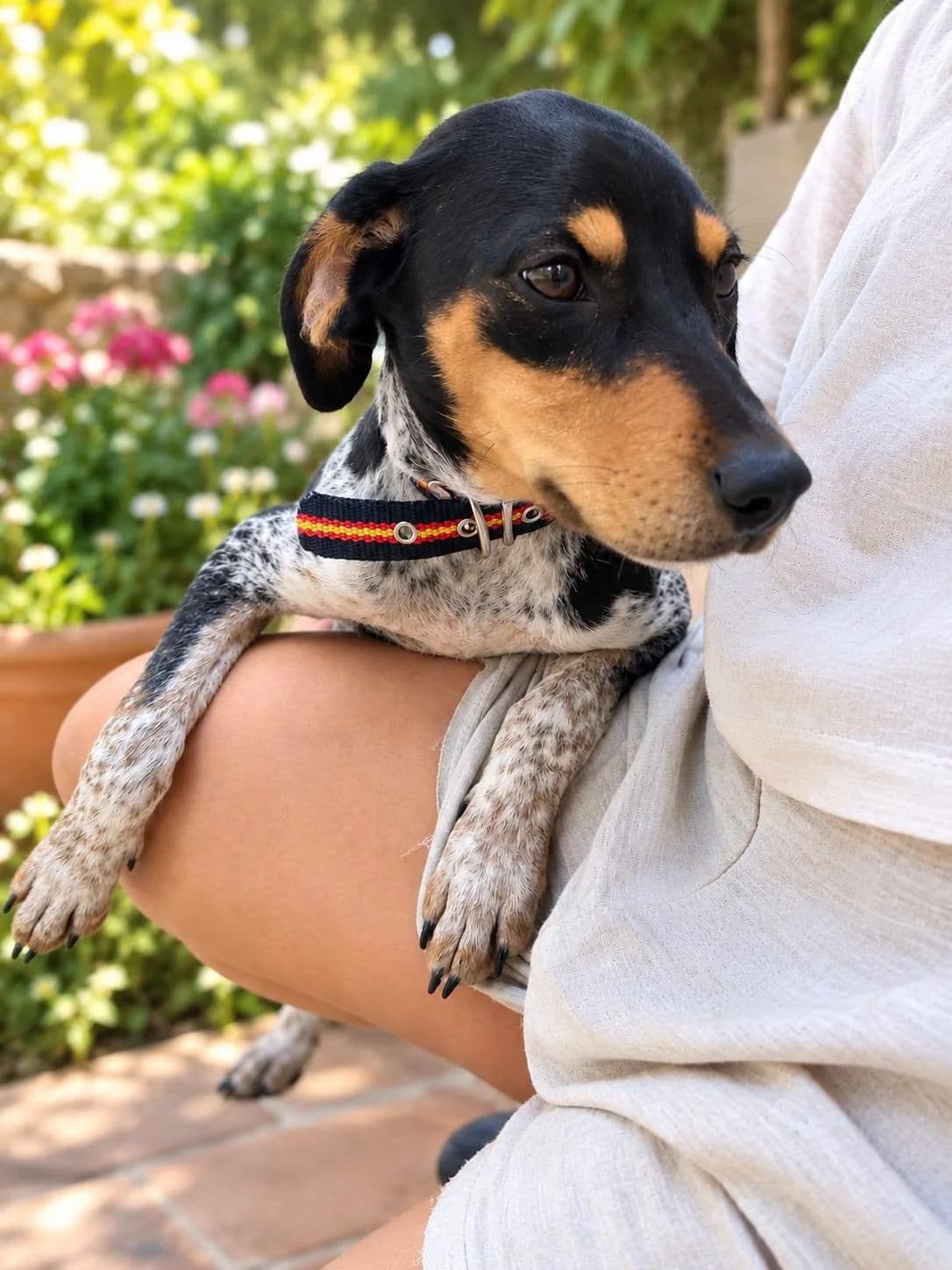 Farol, male Brittany Spaniel for adoption at Deja Huella