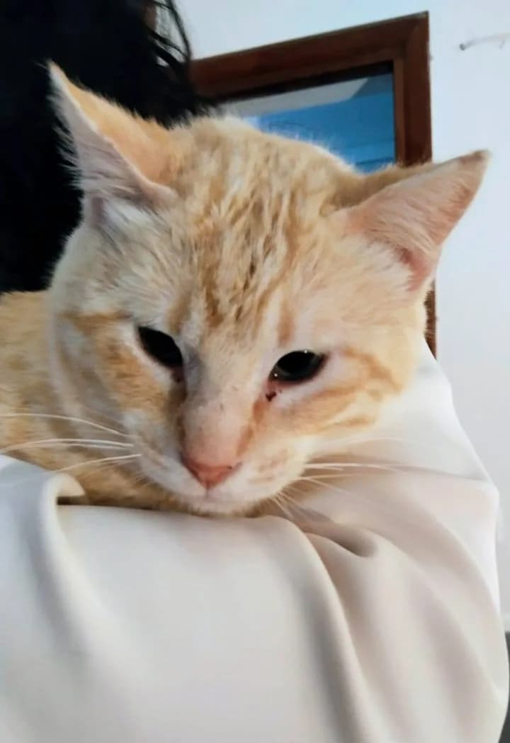 Tico, male young European Shorthair for adoption at Deja Huella