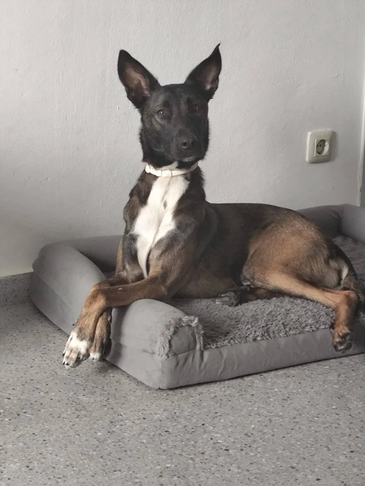 Traste, male young Mixed Breed for adoption at Deja Huella