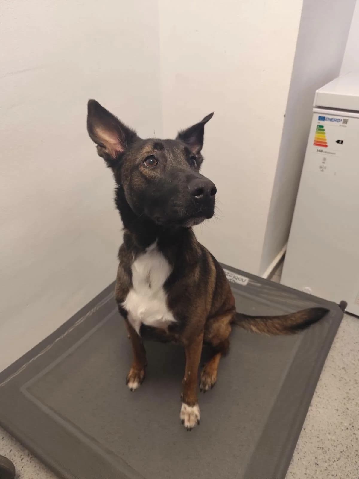 Traste, male young Mixed Breed for adoption at Deja Huella