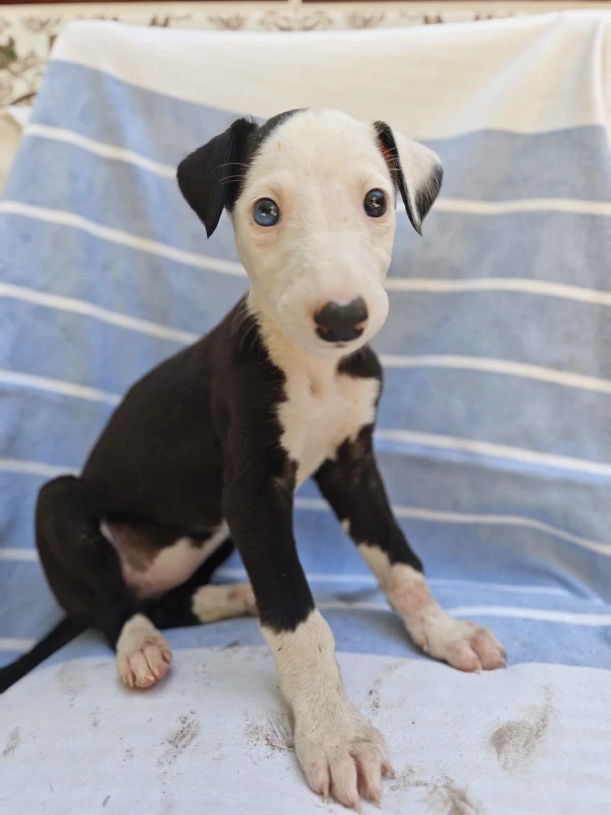 Tula, female Galgo Español for adoption at Deja Huella