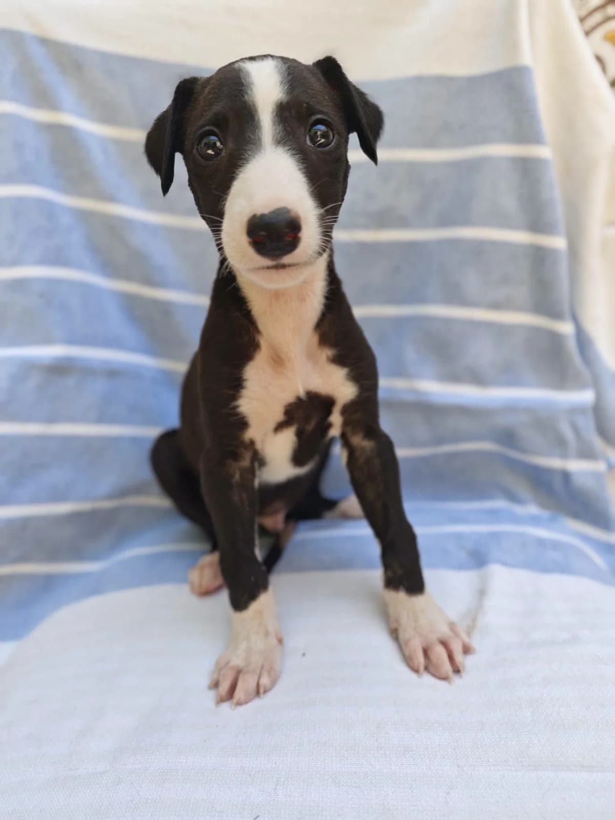 Turbo, male Galgo Español for adoption at Deja Huella