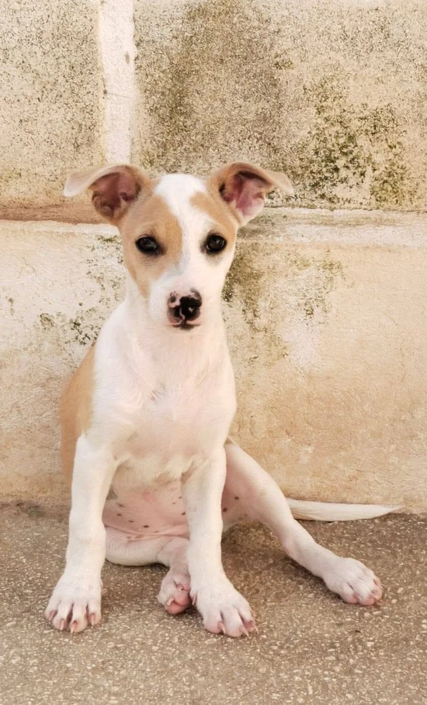 Wendy, female Mixed Breed for adoption at Deja Huella