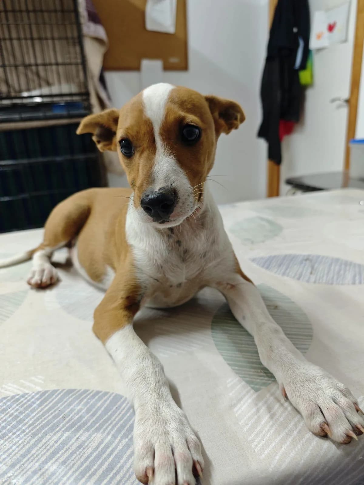 Whitney, female Mixed Breed for adoption at Deja Huella