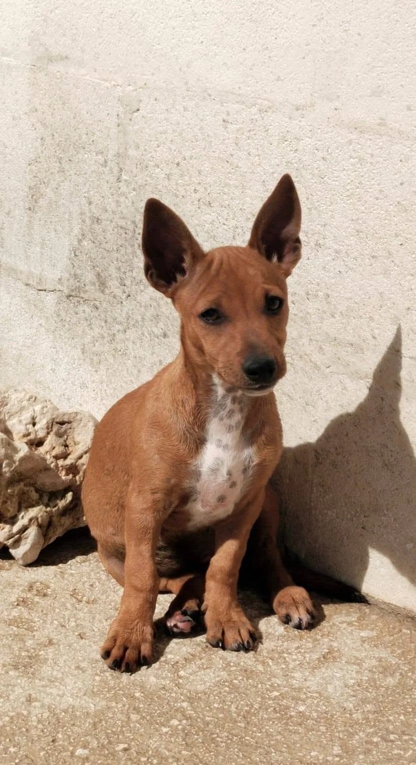 Wika, female Mixed Breed for adoption at Deja Huella