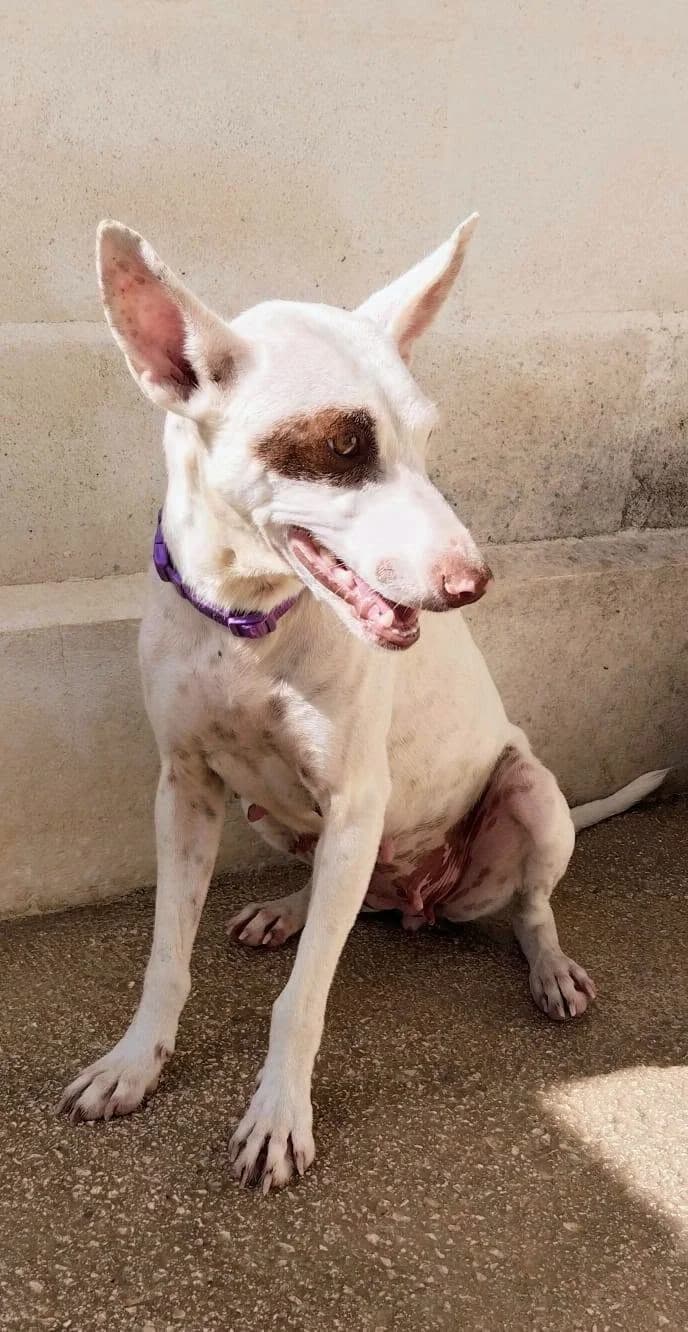 Winnie, female young mixed breed for adoption at Deja Huella