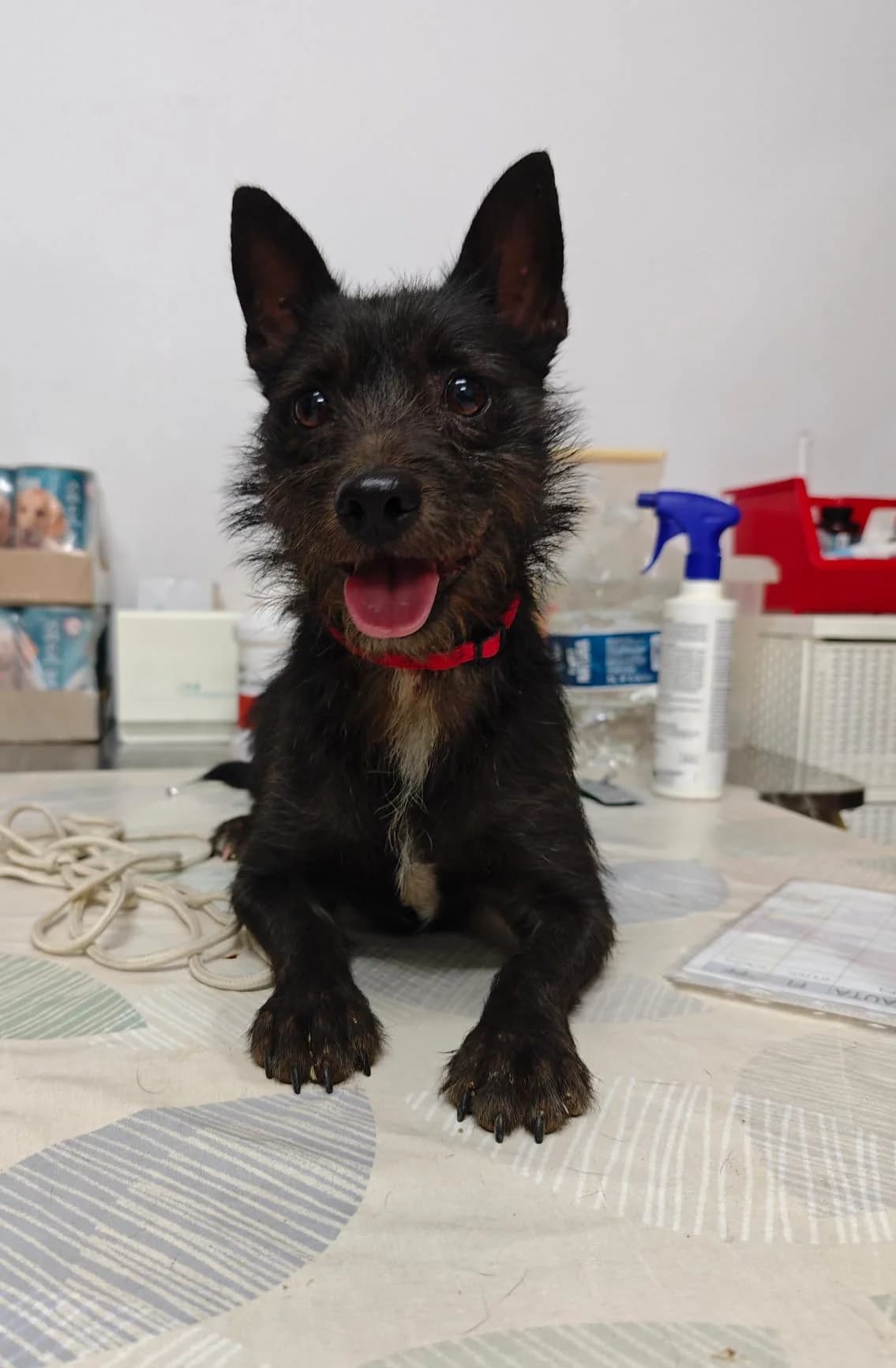 Wolf, male 4yo Mixed Breed for adoption at Deja Huella