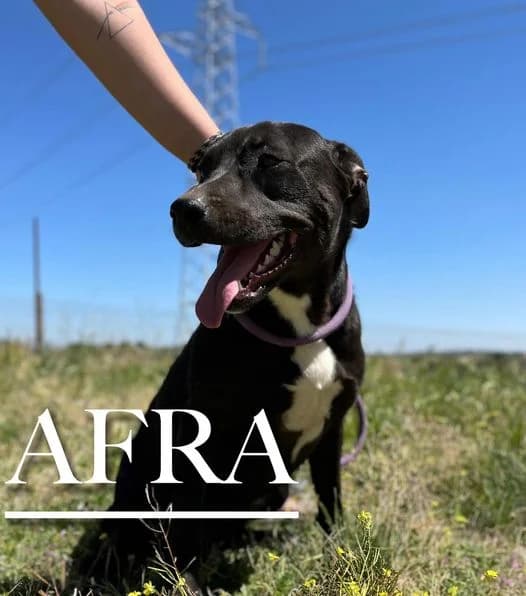 AFRA, 3yo Pit Bull Terrier for adoption at DogHorseCity, Toledo