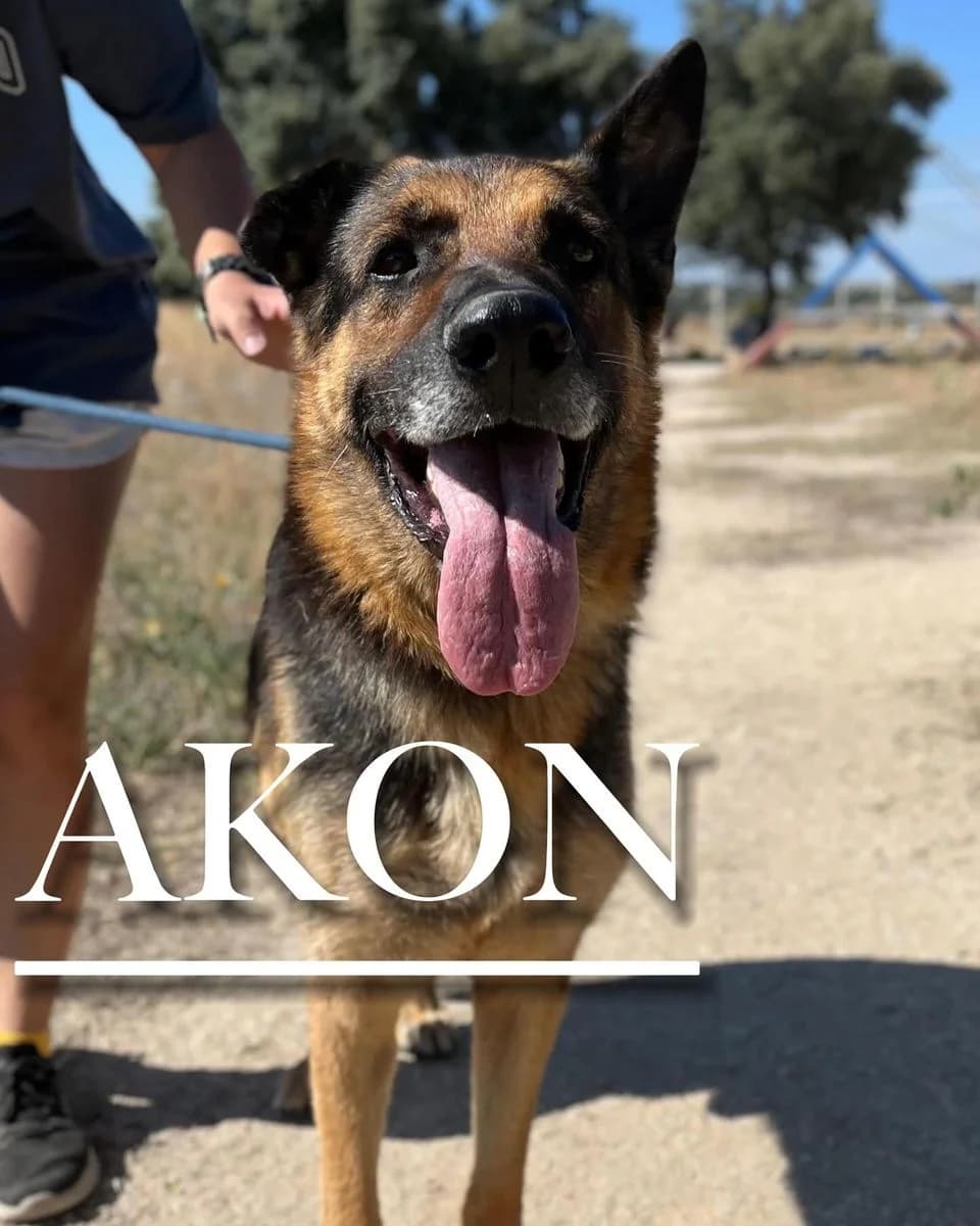 AKON, senior German Shepherd for adoption at DogHorseCity, Toledo