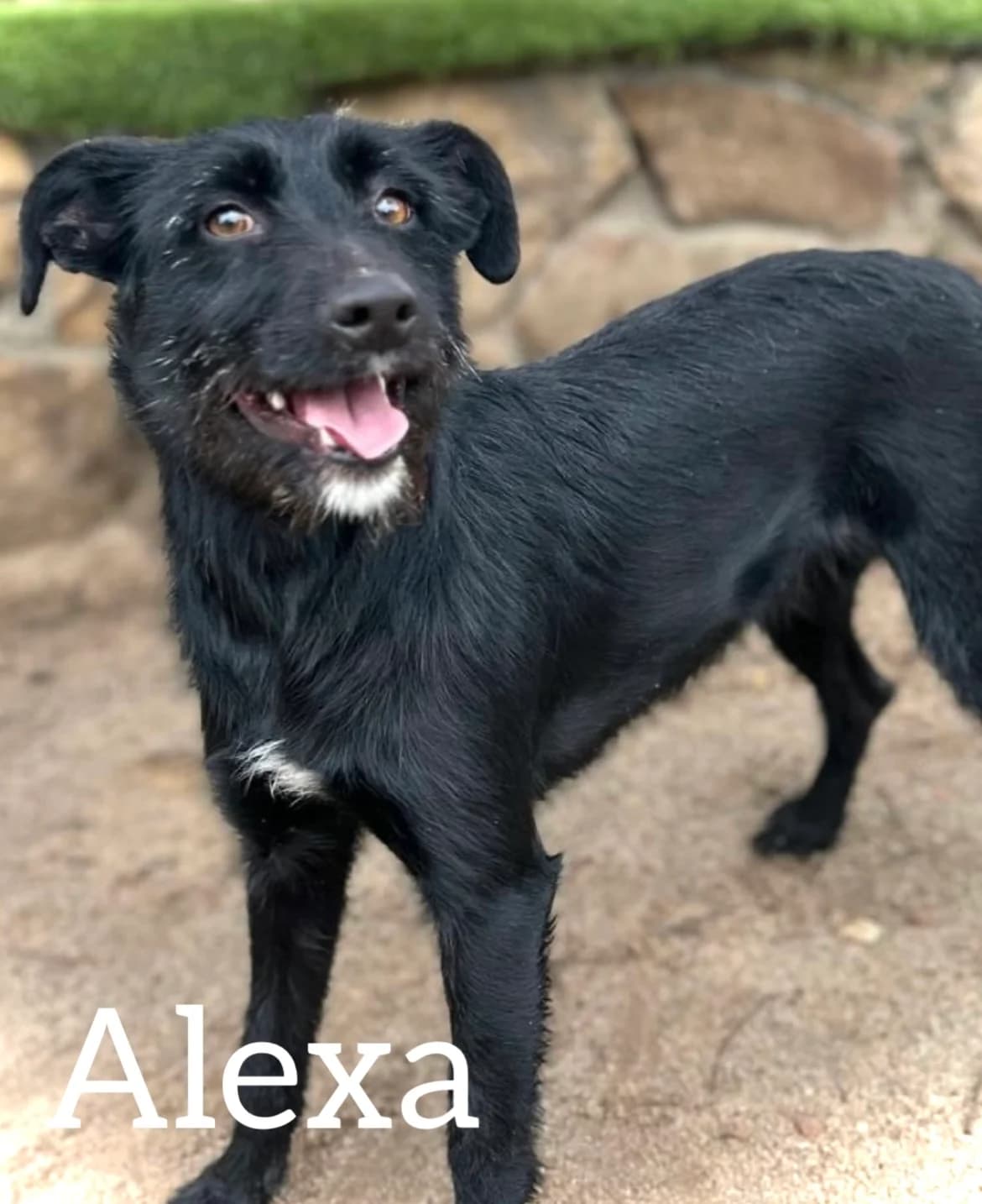 ALEXA, female young Mixed Breed for adoption at DogHorseCity, Toledo
