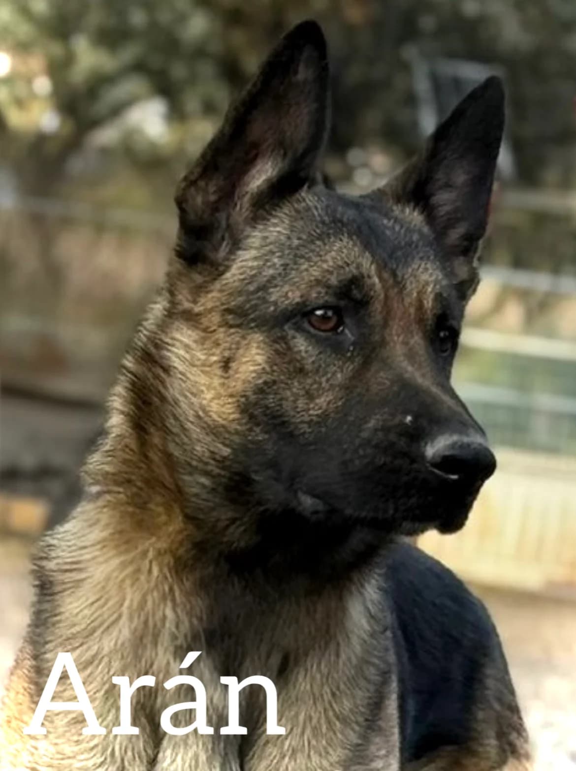 ARΓN, male 4yo German Shepherd for adoption at DogHorseCity, Toledo