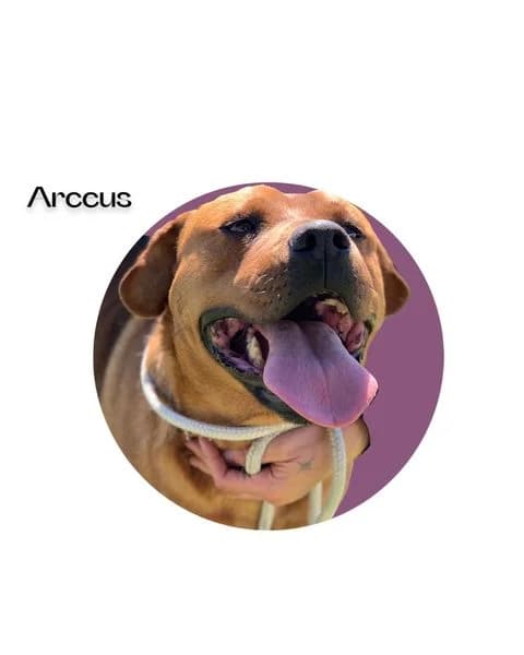 ARCEUS, 5yo Mixed Breed for adoption at DogHorseCity, Toledo