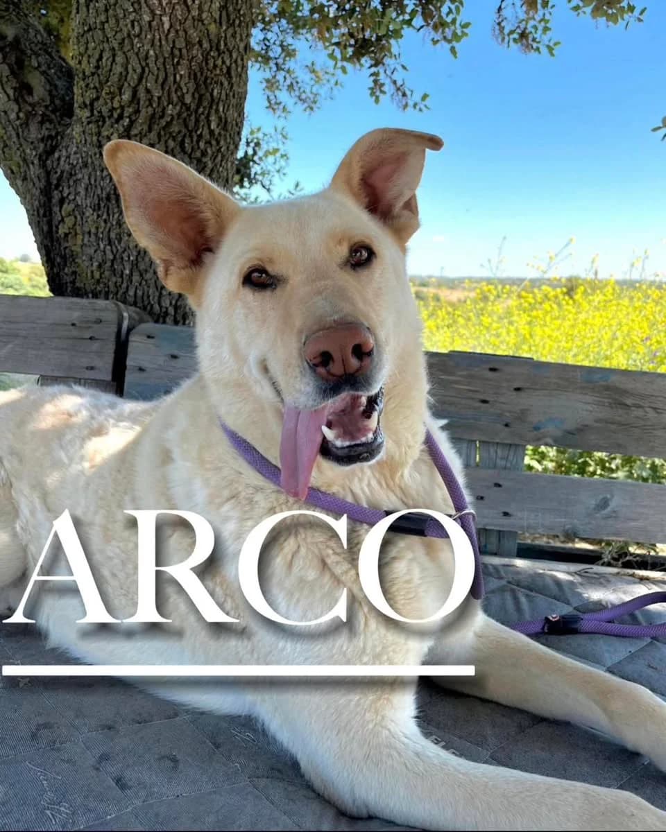 ARCO, 5yo Labrador Retriever for adoption at DogHorseCity, Toledo