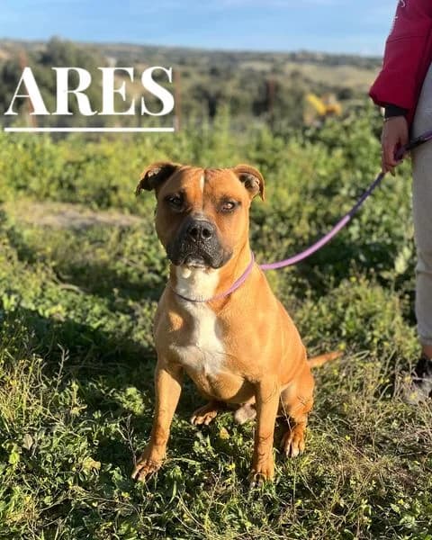 ARES, senior American Staffordshire Terrier for adoption at DogHorseCity, Toledo