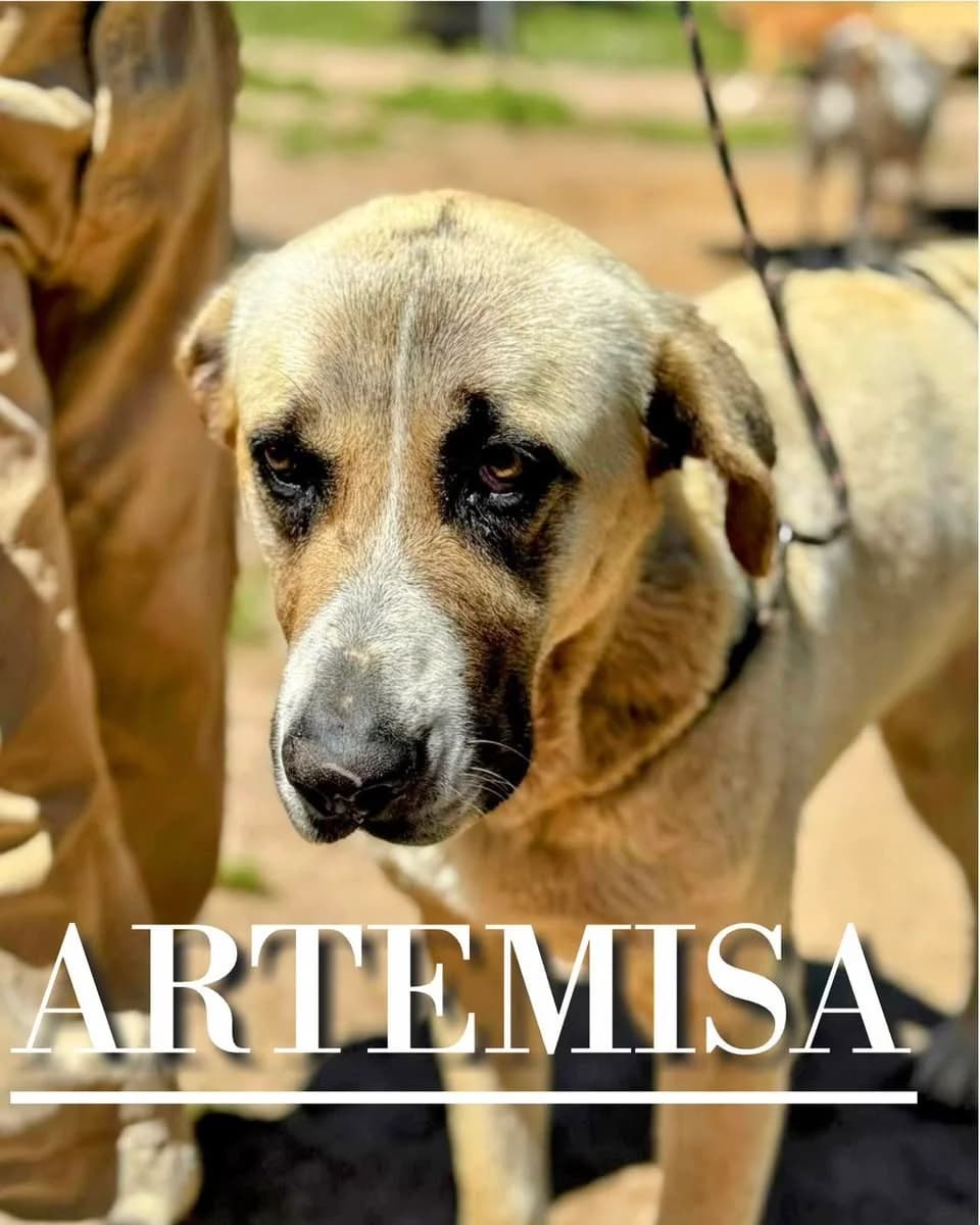 ARTEMISA, 4yo mixed breed for adoption at DogHorseCity, Toledo