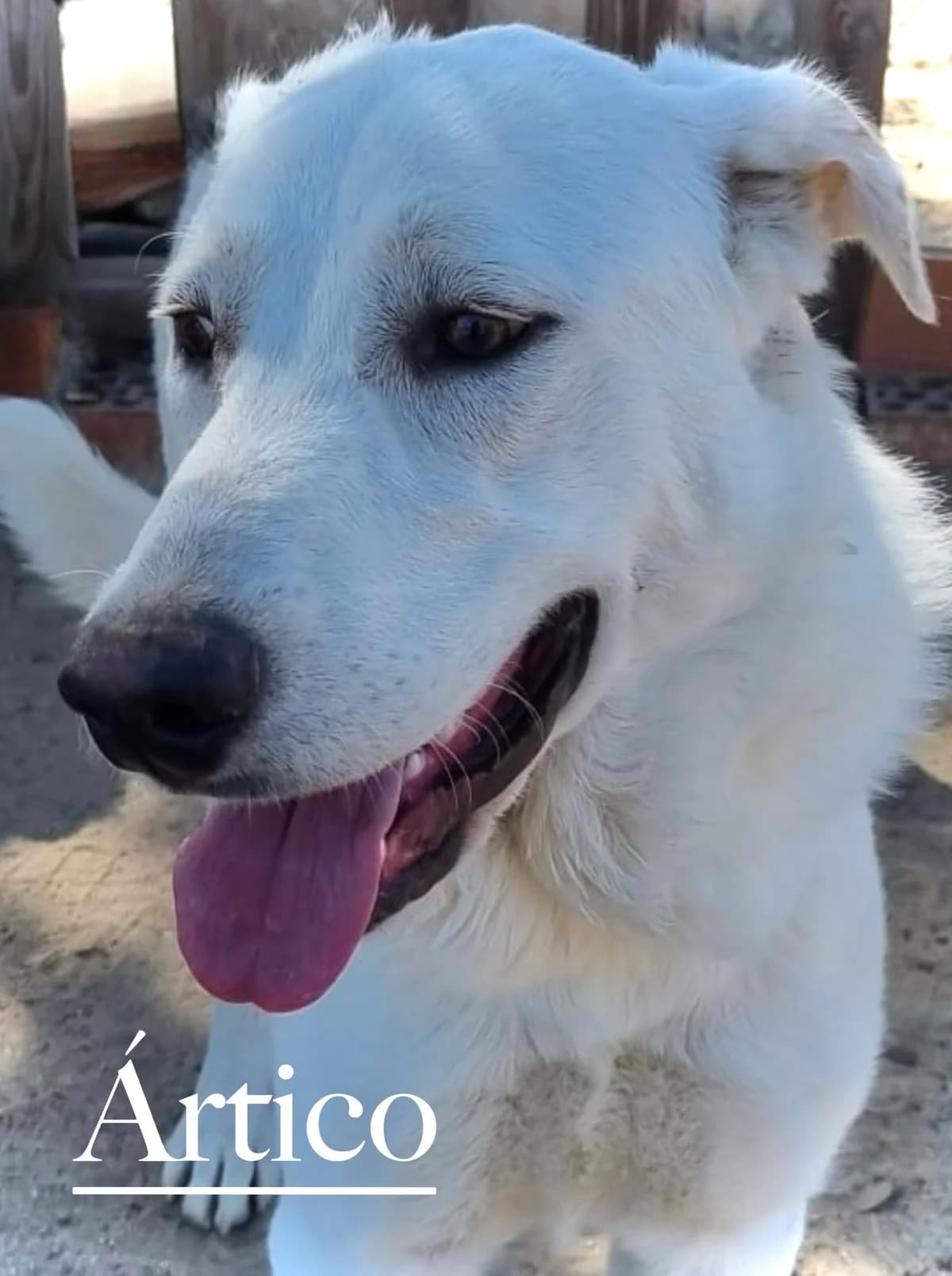 ÁRTICO, male young Spanish Mastiff for adoption at DogHorseCity, Toledo